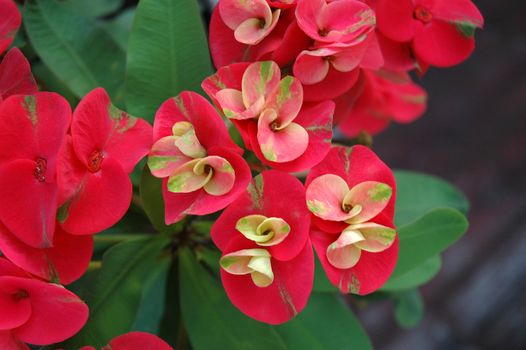 euphorbia flower that growth well in tropical climate