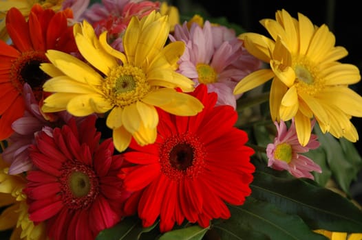 flower bouquet with red, yellow and pink daisy