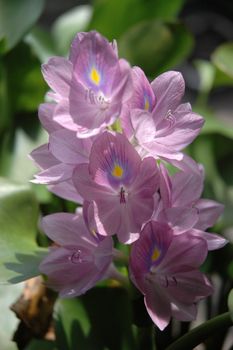 
tropical purple flower that growth well in tropical climate