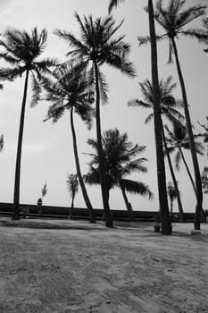 coconut tree that growth well in beach area