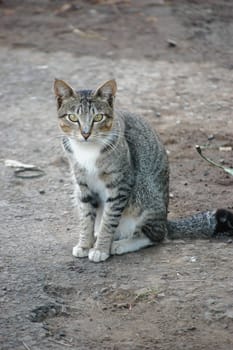 cute cat looking for something that maybe suspicious