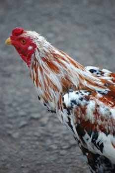 a photo of a close up of chicken