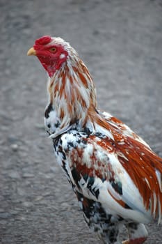 a photo of a close up of chicken