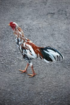 a photo of a close up of chicken