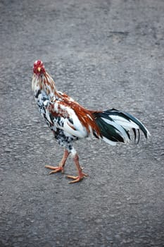 a photo of a close up of chicken