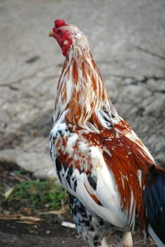a photo of a close up of chicken