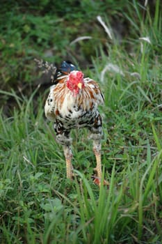a photo of a close up of chicken
