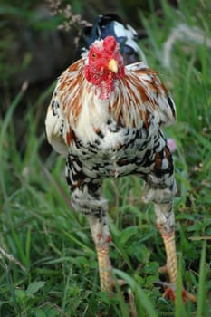 a photo of a close up of chicken