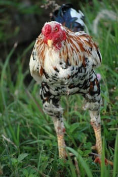 a photo of a close up of chicken