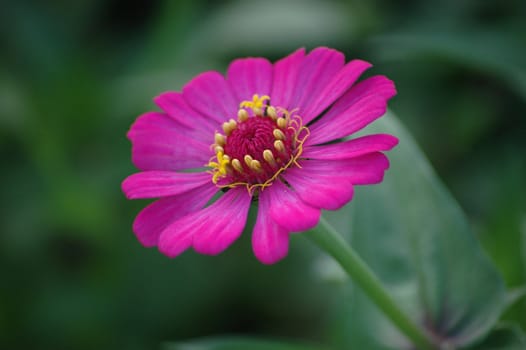 purple daisy that growth well in tropical climate