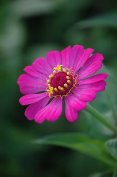 
purple daisy that growth well in tropical climate