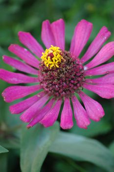 
purple daisy that growth well in tropical climate