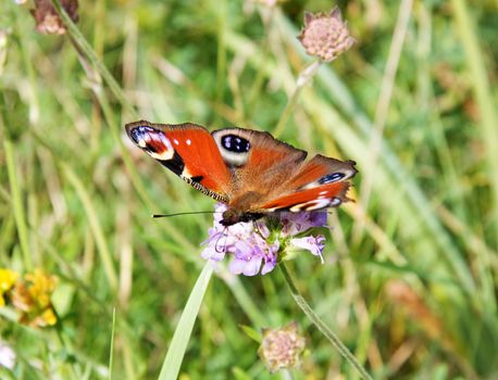 butterfly on a flower