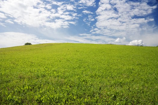 summer landscape