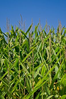 Perspective low view of a corn field on a sunny day.