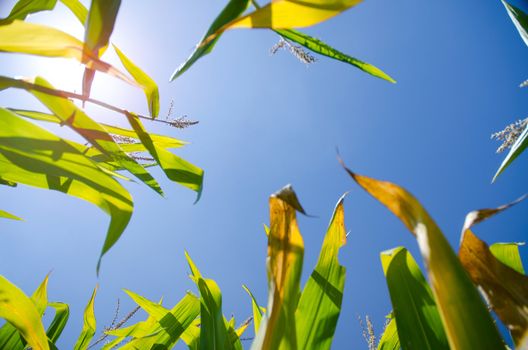 Fresh Corn Stalks Growing in a Field, low angle view, blue sky on a sunny day.