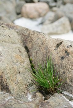Bunch of green grass growing amongst stones