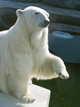 A polar bear in the Moscow Zoo.