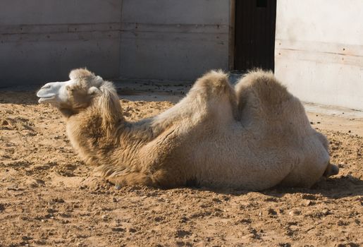 Camel lying on sand in Moscow zoo
