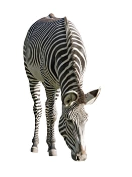 An isolated photo of a zebra on white background