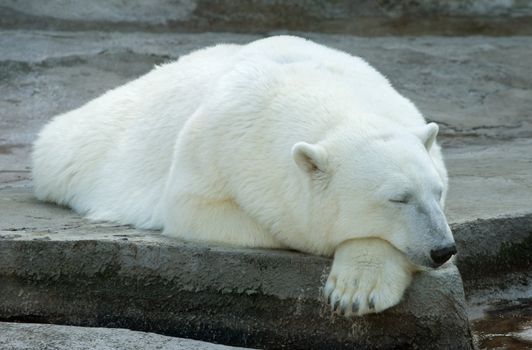 Sleeping polar bear in the Moscow Zoo

