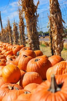 A vertical shot of many rows of bright orange pumpkins bordered by dried corn stalks and chicken wire