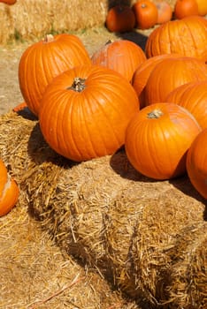 A pile of bright orange pumpkins sitting on bales of hay in a pumpkin patch just before Halloween