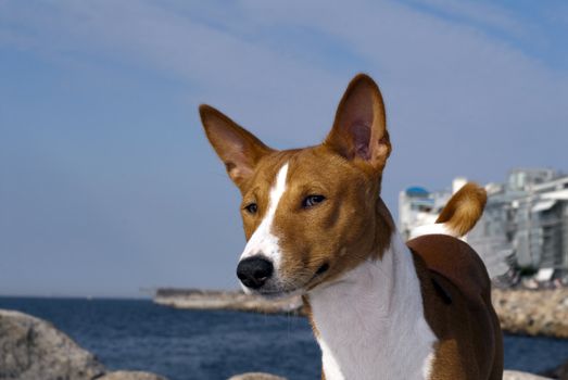 portrait of Basenji dog isolated on white background