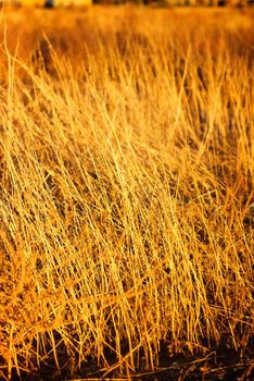 A vertical shot of native grass that appears to be grungy and on fire because it was shot near sunset