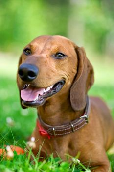 smiling brown dachshund lying in the grass