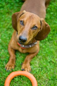 brown dachshund lying in the green grass