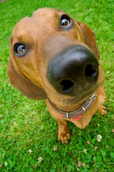 brown dachshund sitting on the green grass