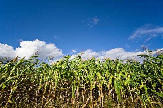 green corn field with blue sky and clouds