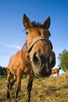 close up of horse in the summer meadow 