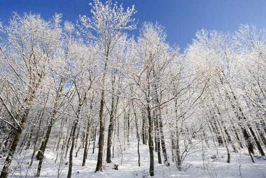 white winter trees and clear blue sky