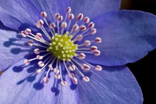 fresh purple flower in big close up