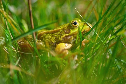 Big amphibian sitting in fresh green grass