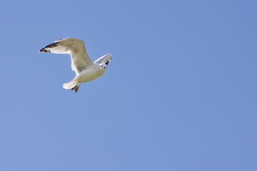 A white seagull flying up in the air on a clear sunny day with clouds in the background