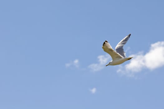 A white seagull flying up in the air on a clear sunny day with clouds in the background