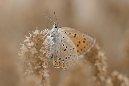 Butterfly on a summer flower