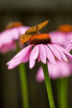 Butterfly on a colorful flower