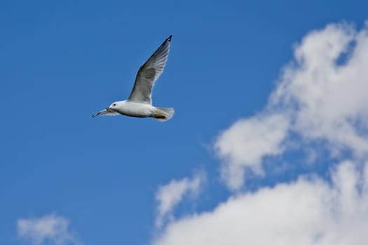 A white seagull flying up in the air on a clear sunny day with clouds in the background