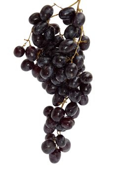 Bunch of black grapes; shoot over white background