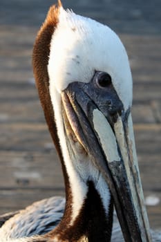 Close up of a pelican head with pier in the background.