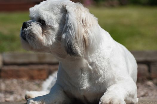 Shih Tzu  puppy lying on a step