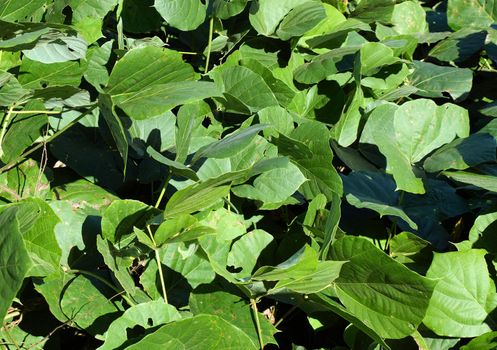 Large green kudzu leaves shown up close.