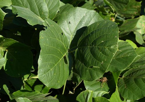 Large green kudzu leaves shown up close.
