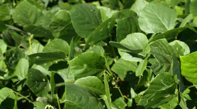 Large green kudzu leaves shown up close.