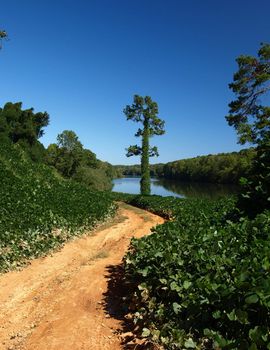 Kudzu along the road and along the river