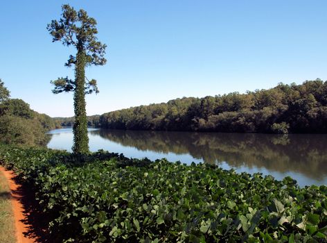 Kudzu covering everything along the Catawba River